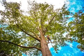 Best Palm Tree Trimming  in Lagrange, OH