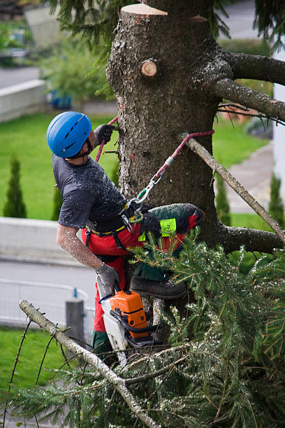 Best Utility Line Clearance  in Lagrange, OH