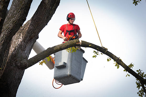 Trusted Lagrange, OH Tree Care  Experts